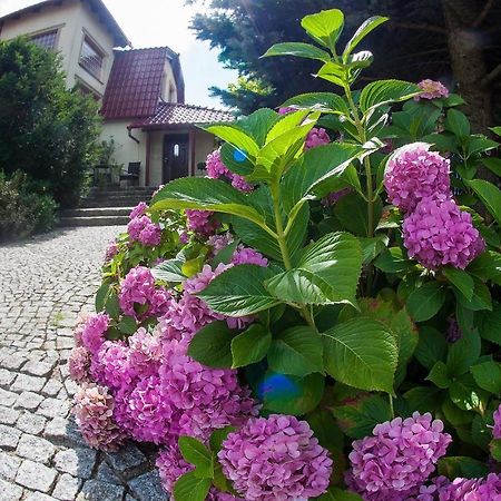 Villa Jasmin Zielona Góra Esterno foto